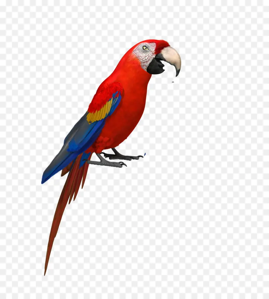 Loro Colorido，Loro PNG