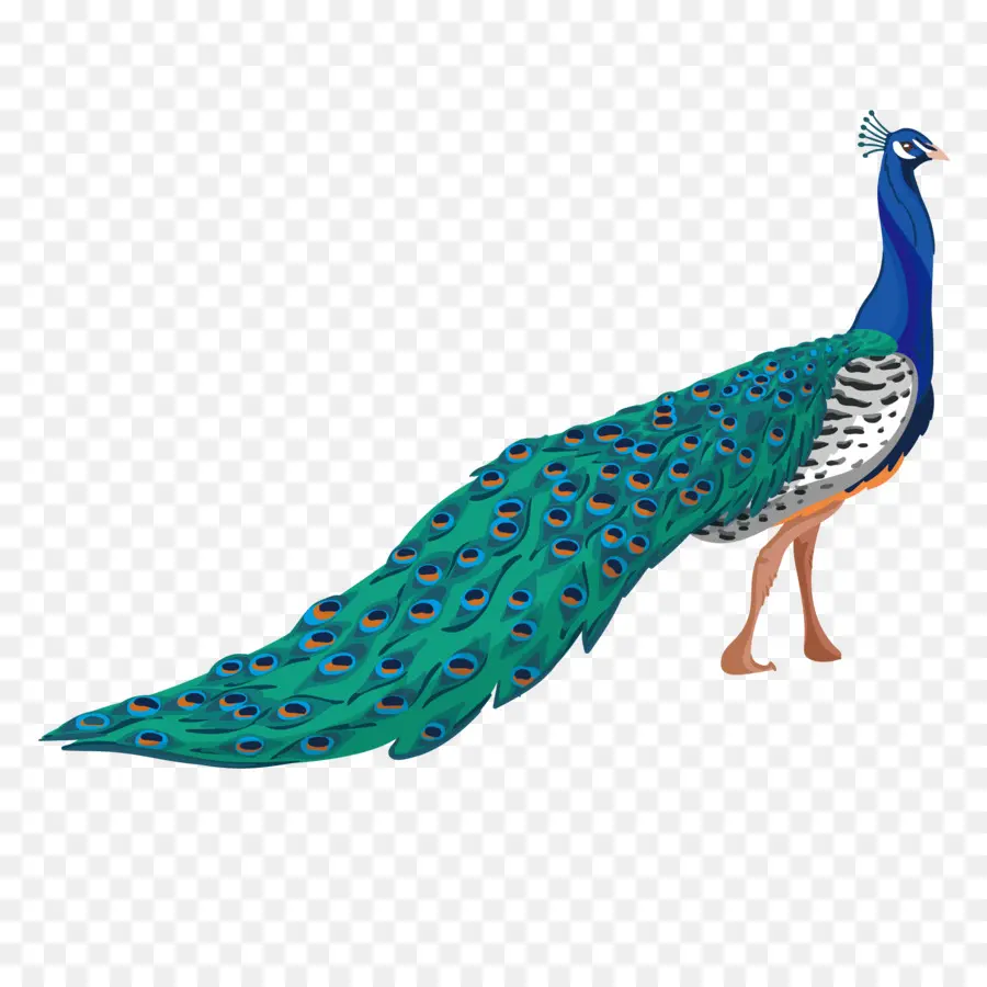 Pavo Real，Plumas PNG