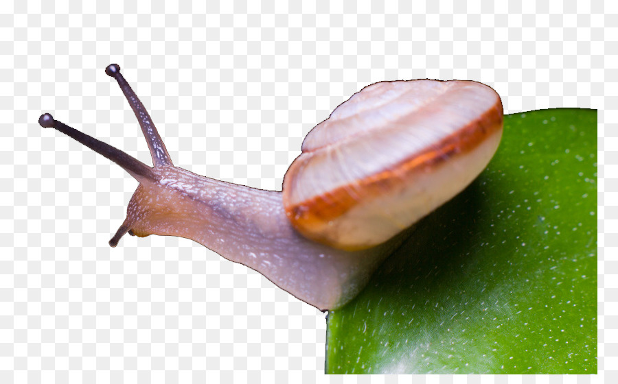 Caracol，Mundo PNG