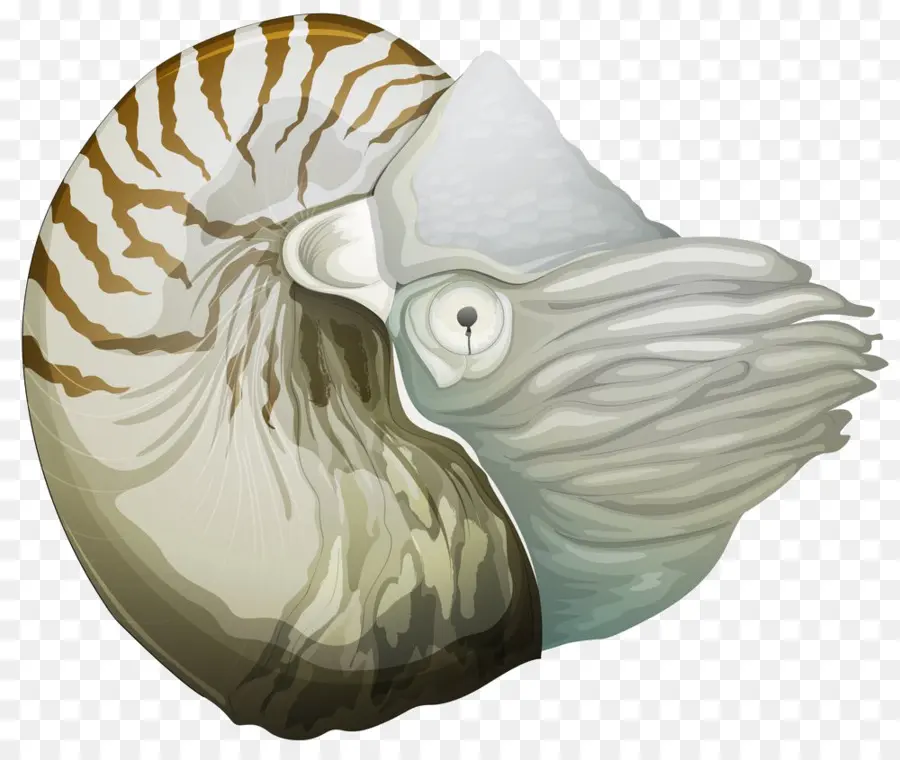 Nautilo，Caparazón PNG