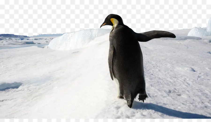 Penguin，Microsoft Windows PNG
