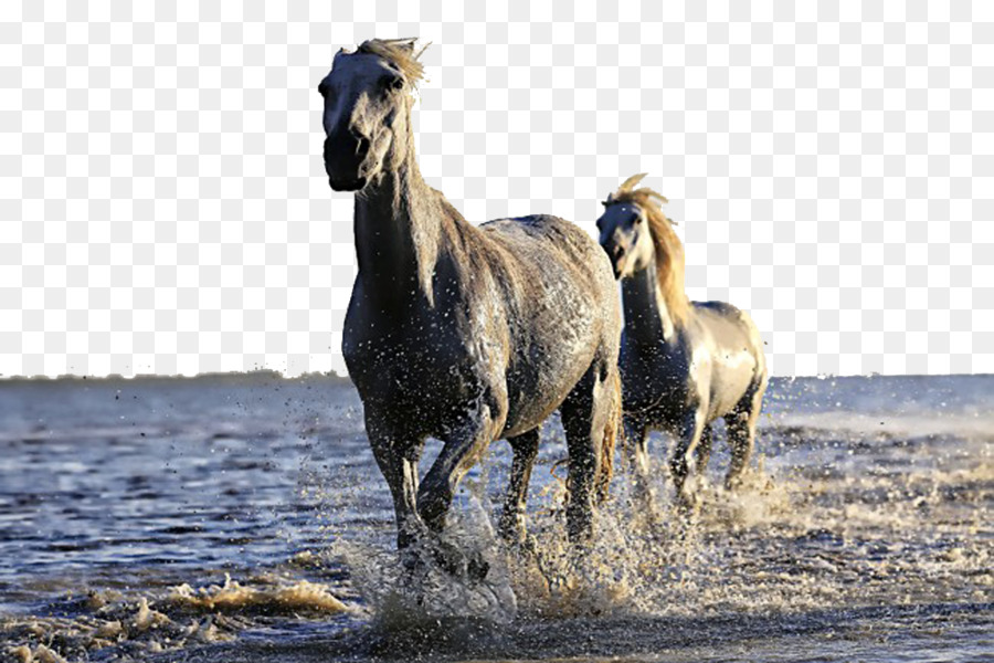 Caballos，Agua PNG