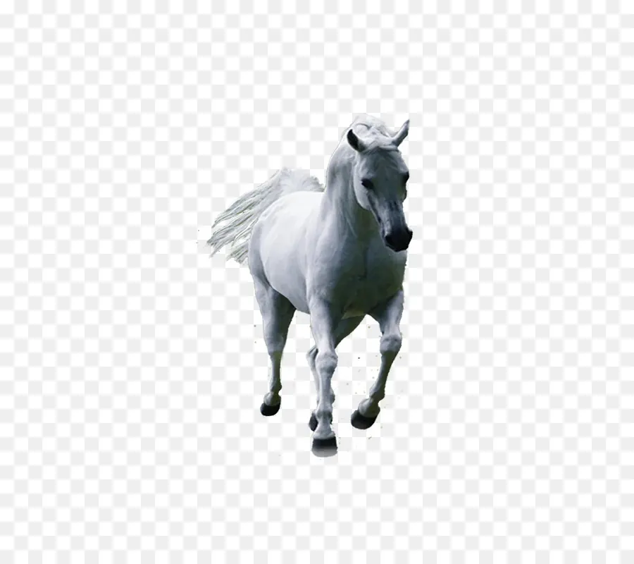 Caballo Blanco，Caballo PNG