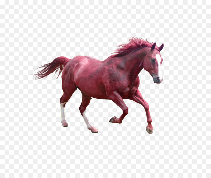 Caballo，Perro PNG