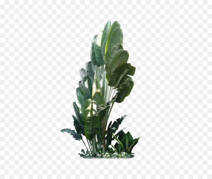 Hoja，Planta PNG