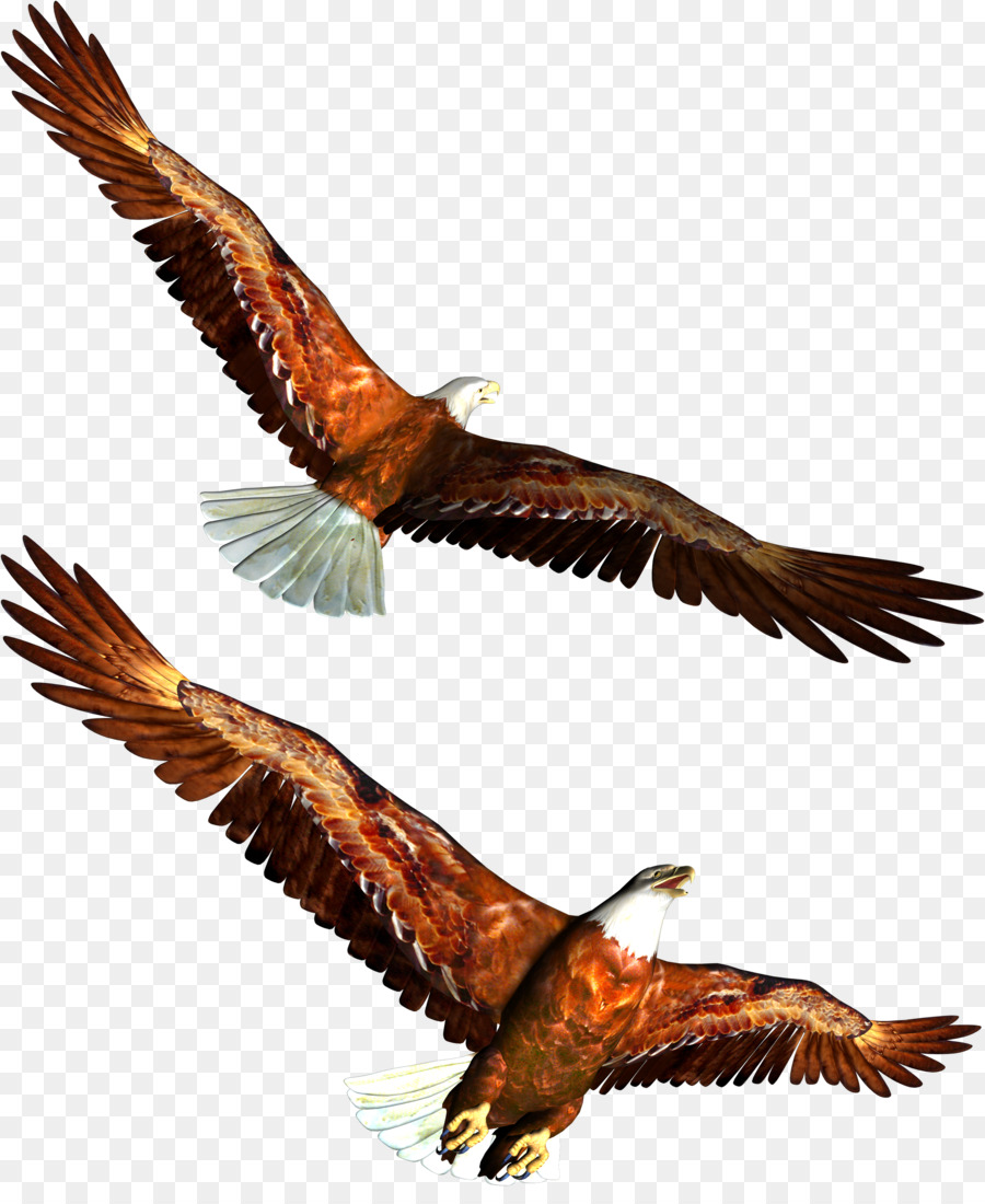 águila Calva，águila PNG