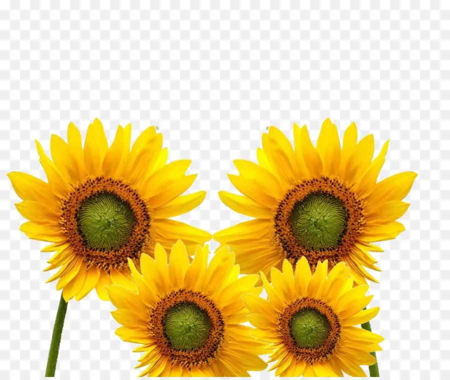 Común De Girasol，Amarillo PNG