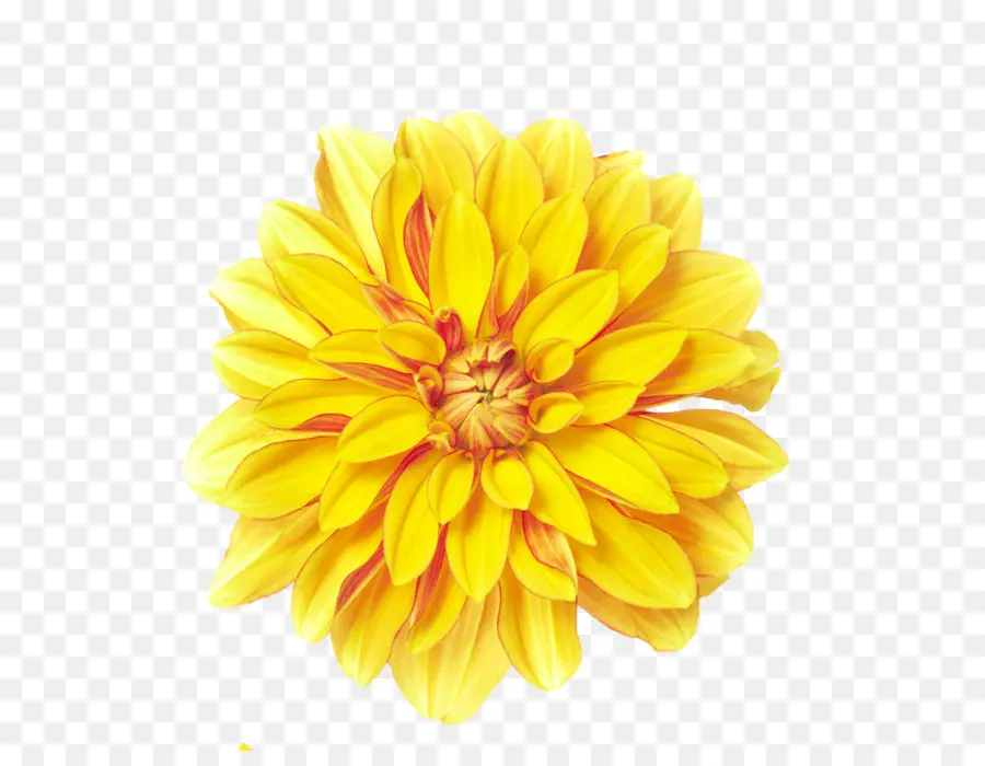 Flor，Amarillo PNG