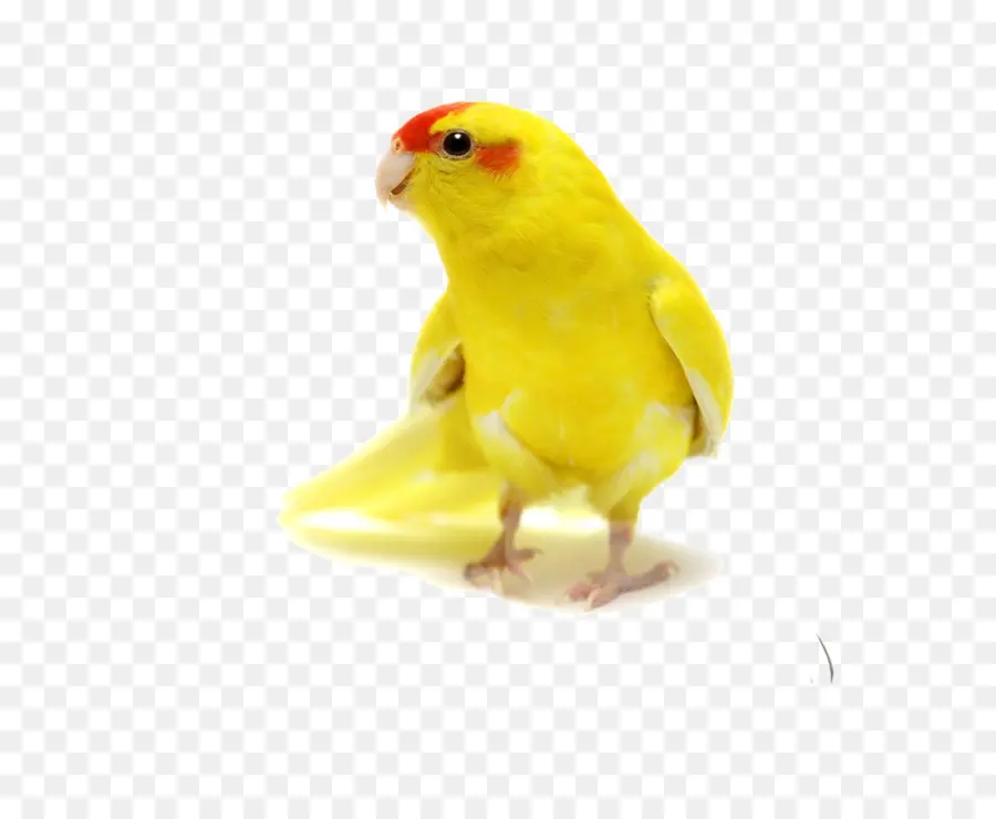 Pájaro，Amarillo PNG