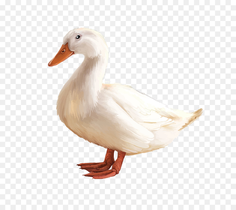 Pato，Pekin Americano PNG