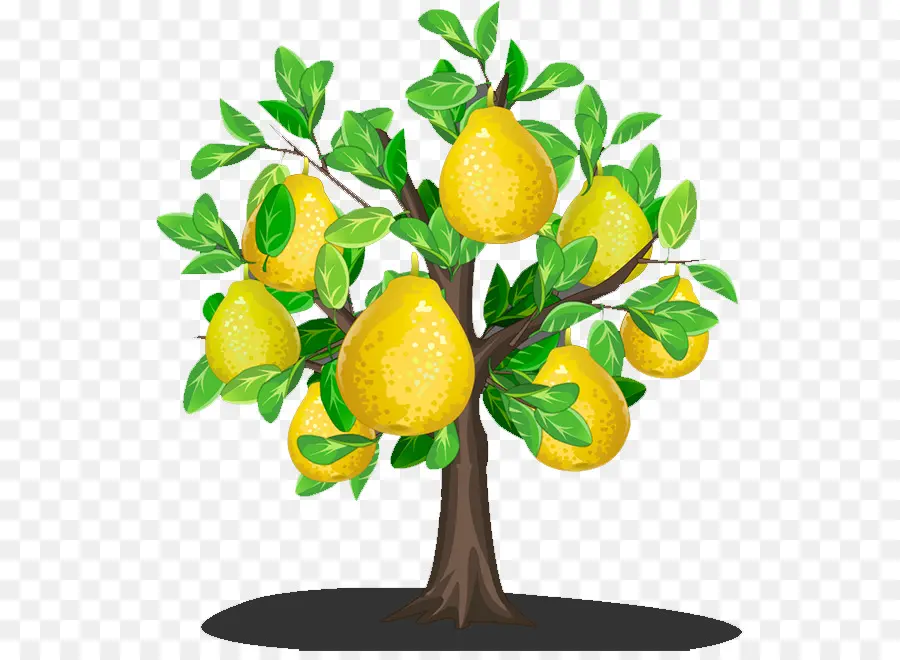 Limonero，Fruta PNG