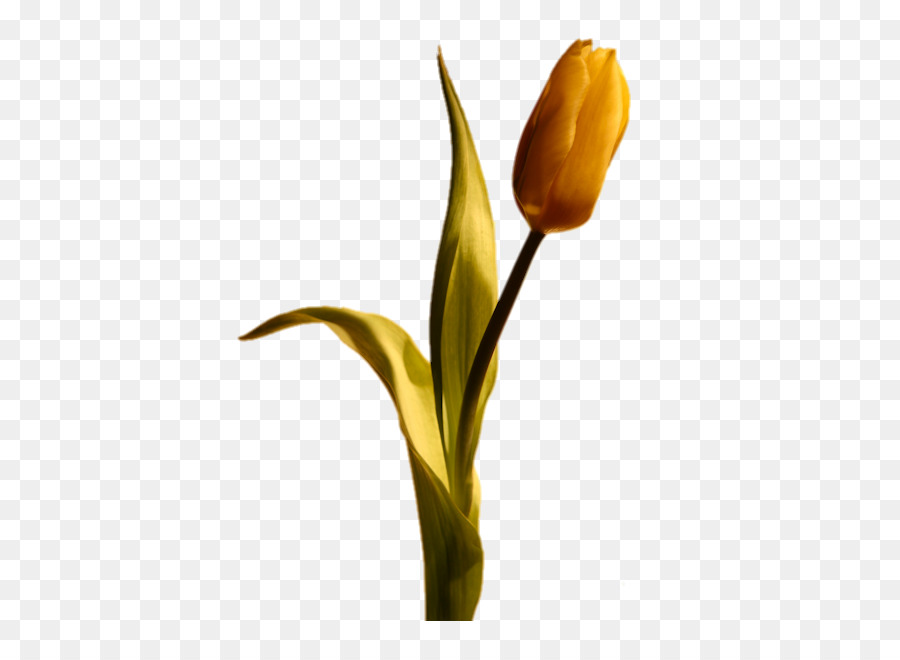 Tulip，Flor PNG