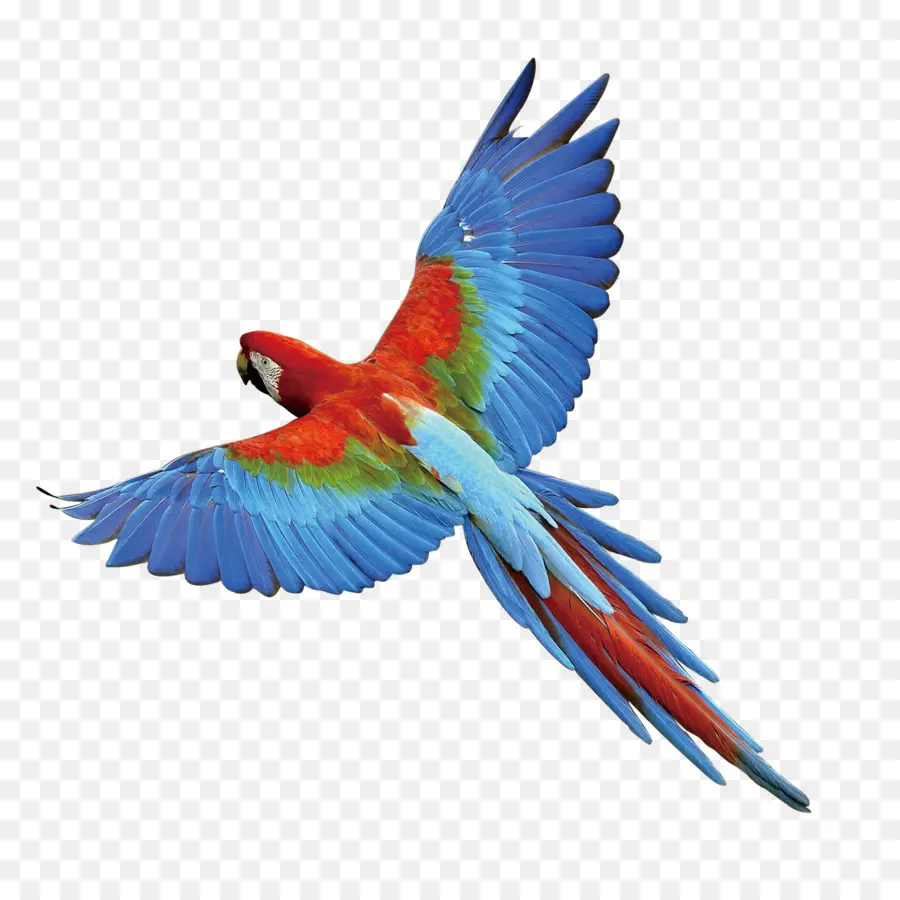 Parrot，Pájaro PNG