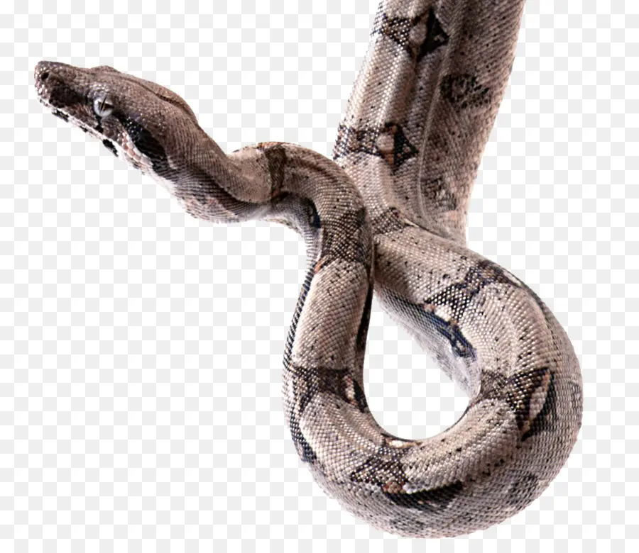 La Serpiente，Víboras PNG