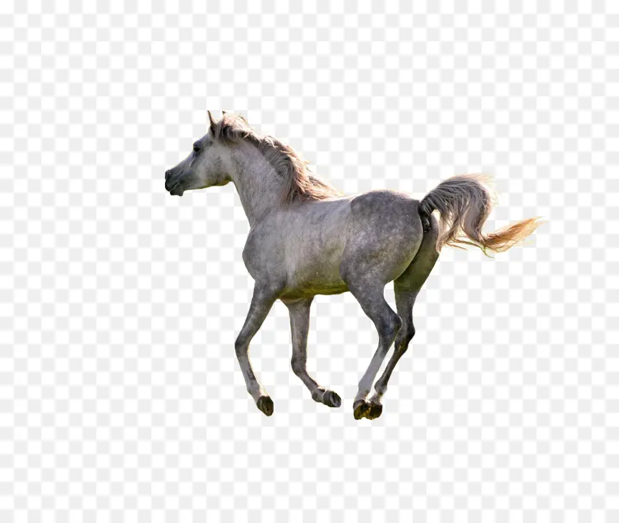 Caballo，Equino PNG