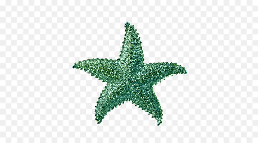 Estrella De Mar，Verde PNG