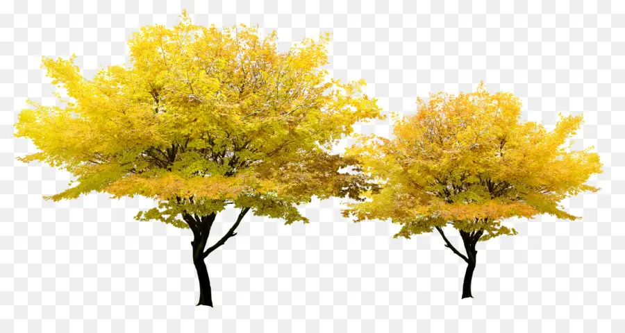 árbol，Amarillo PNG