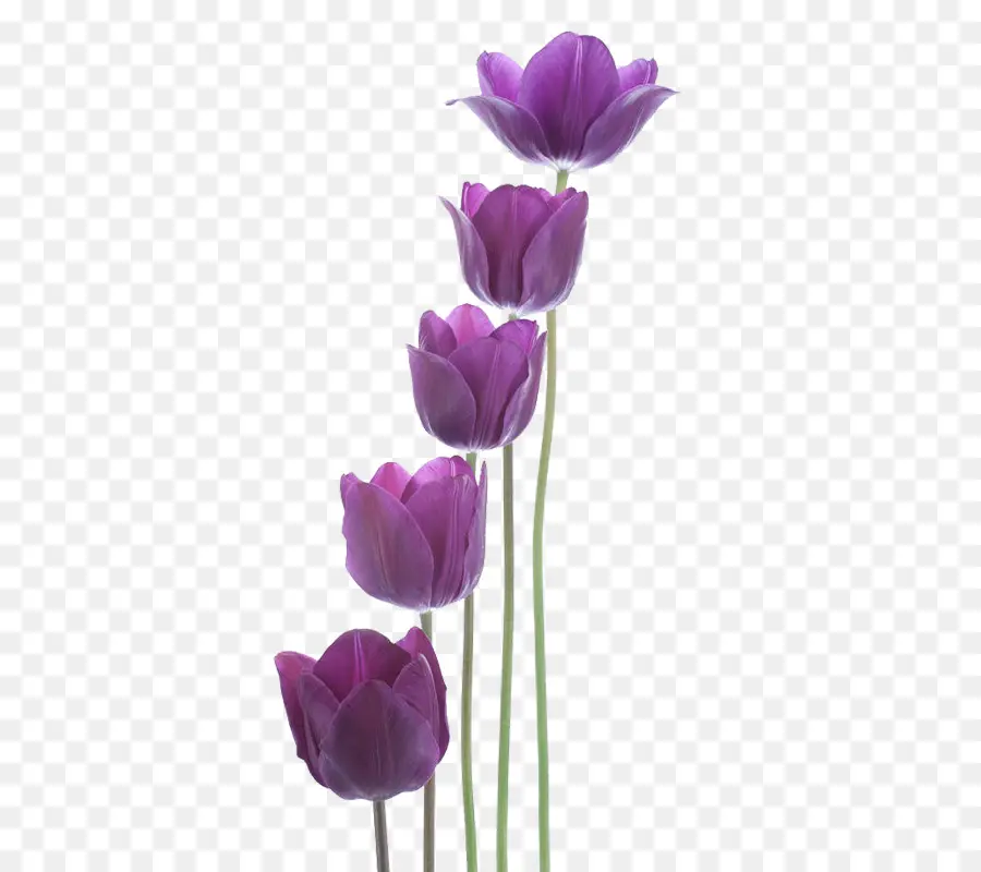 Tulipanes Morados，Florecer PNG