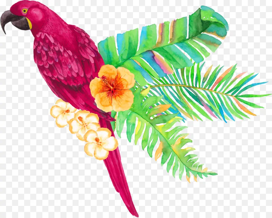 Parrot，Trópicos PNG