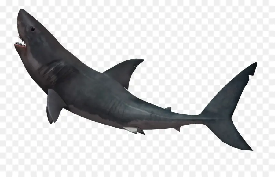 Tiburón，Sopa De Aleta De Tiburón PNG