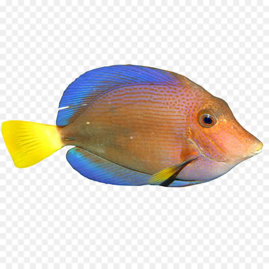 Pez，Pez Tropical PNG