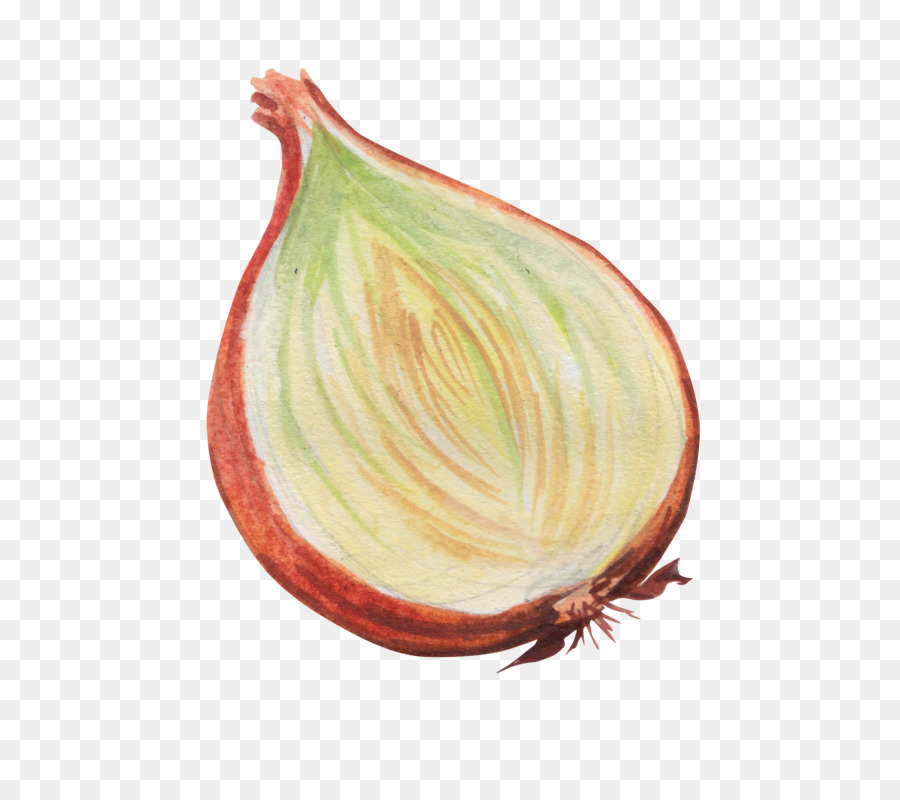 Cebolla，Vegetal PNG