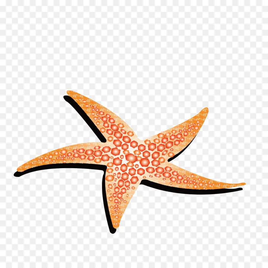 Estrella De Mar，Animación PNG