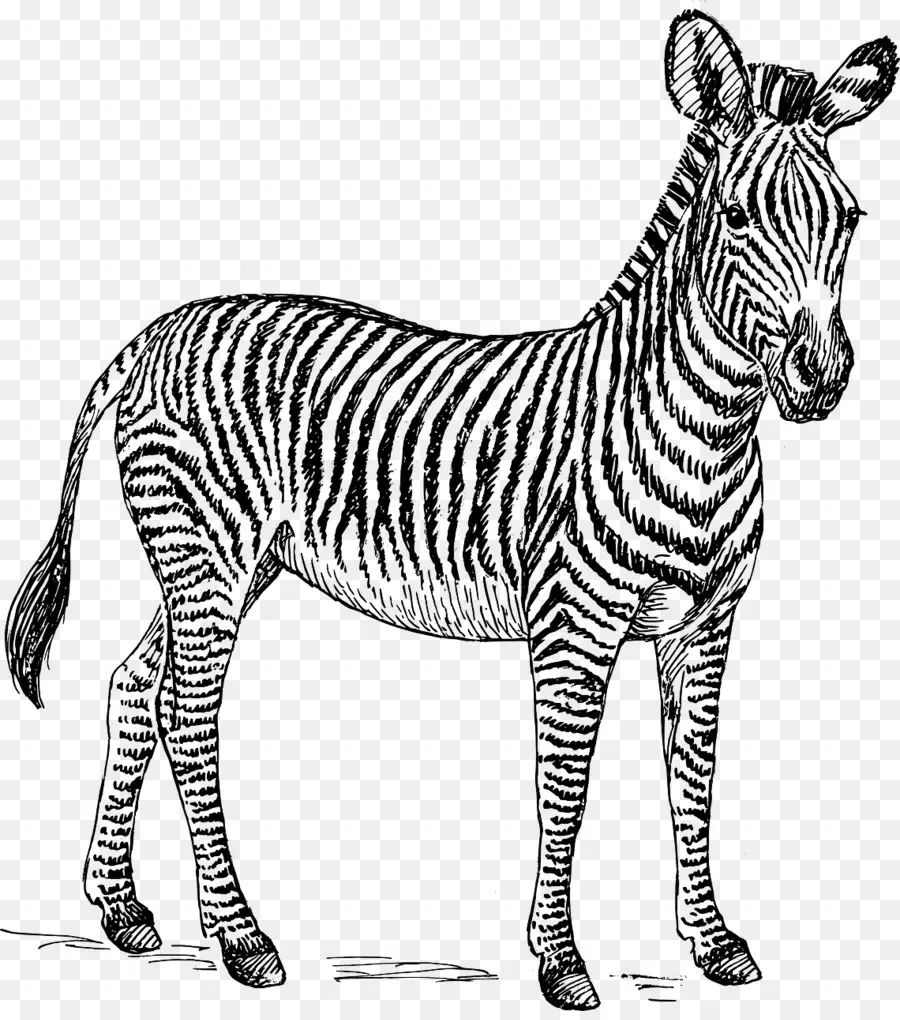 Zebra，En Blanco Y Negro PNG