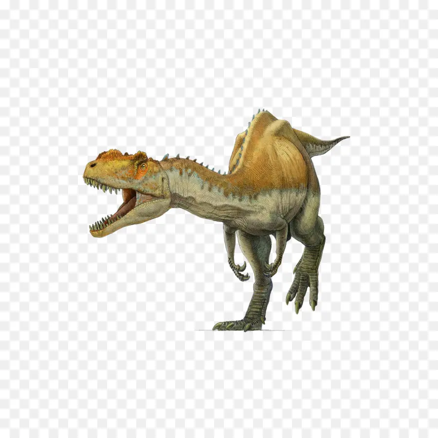 Spinosaurus，Yangchuanosaurus PNG