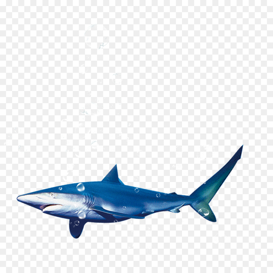 Tiburón，Océano PNG