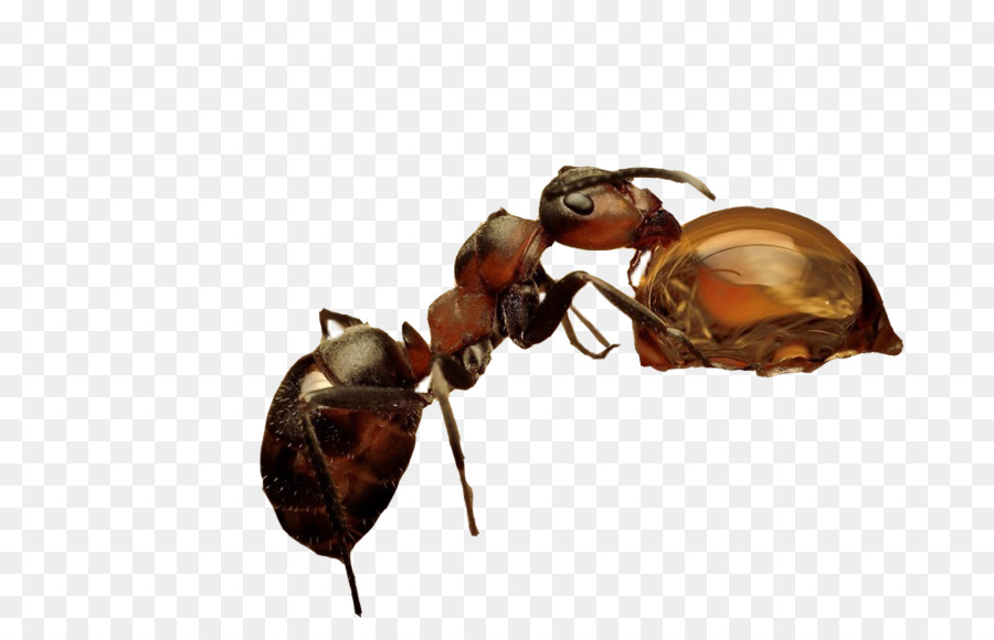Los Insectos，Ant PNG