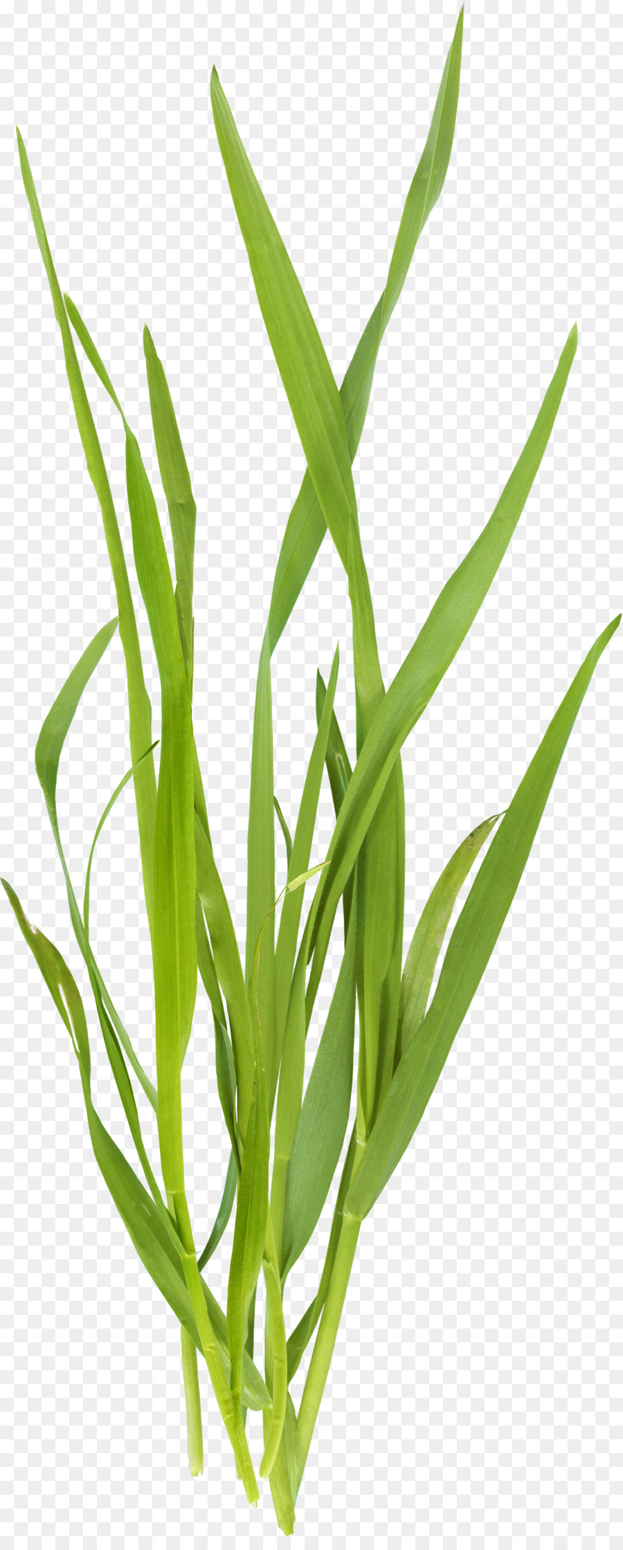 Microchloa，Verde PNG