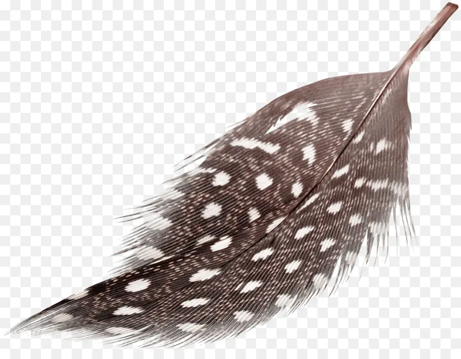 Pluma，Pájaro PNG