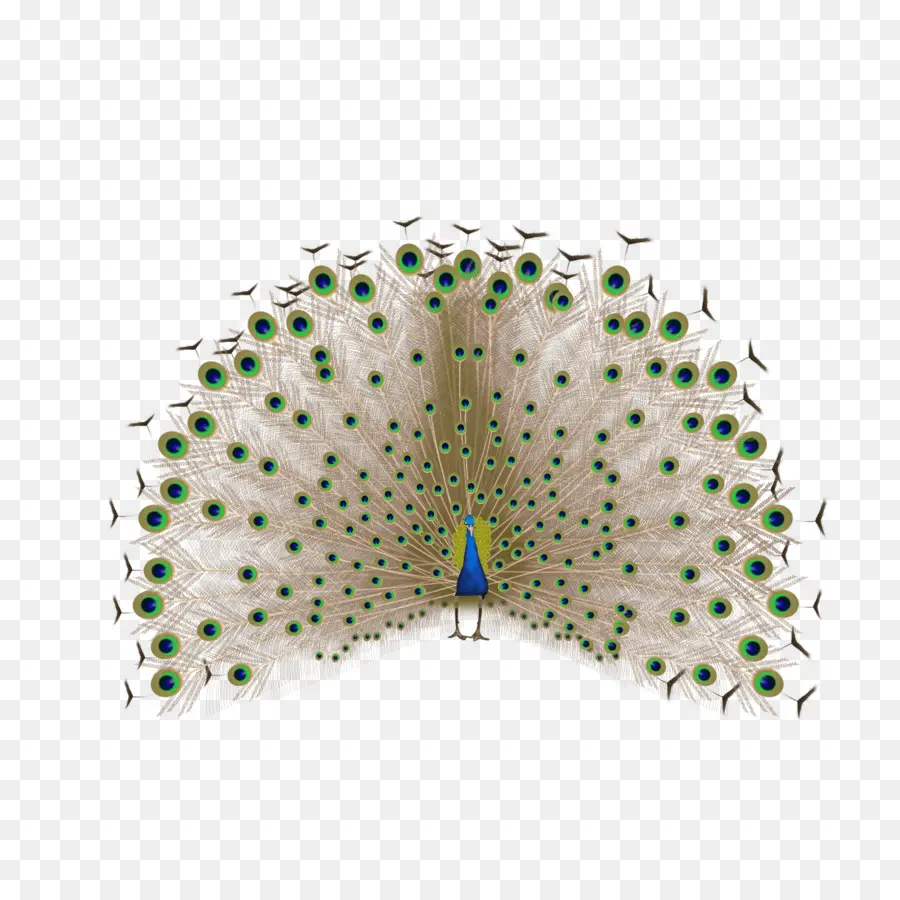 Pluma，Pavo Real PNG