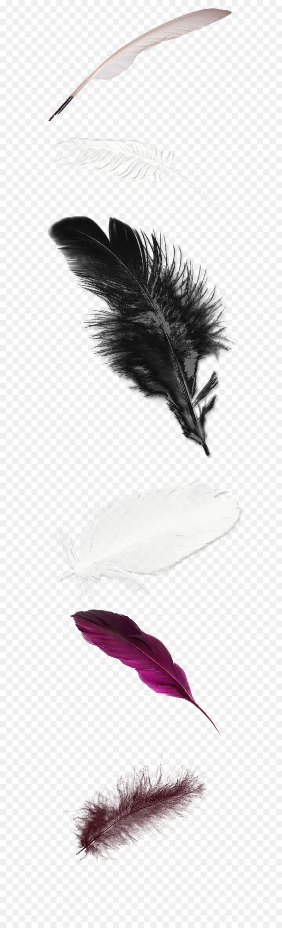 Plumas Mixtas，Varios Colores PNG