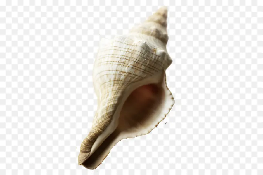 Caracol De Mar，Playa PNG