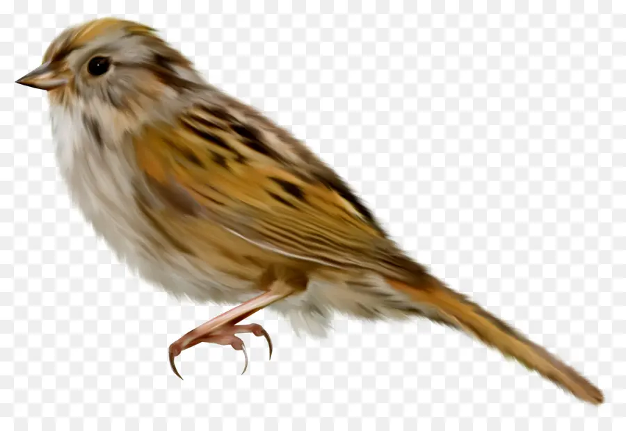 Pájaro，Caminando PNG