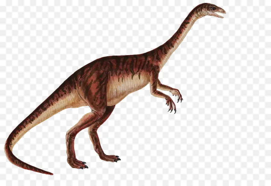 Anchisaurus，Gyposaurus PNG