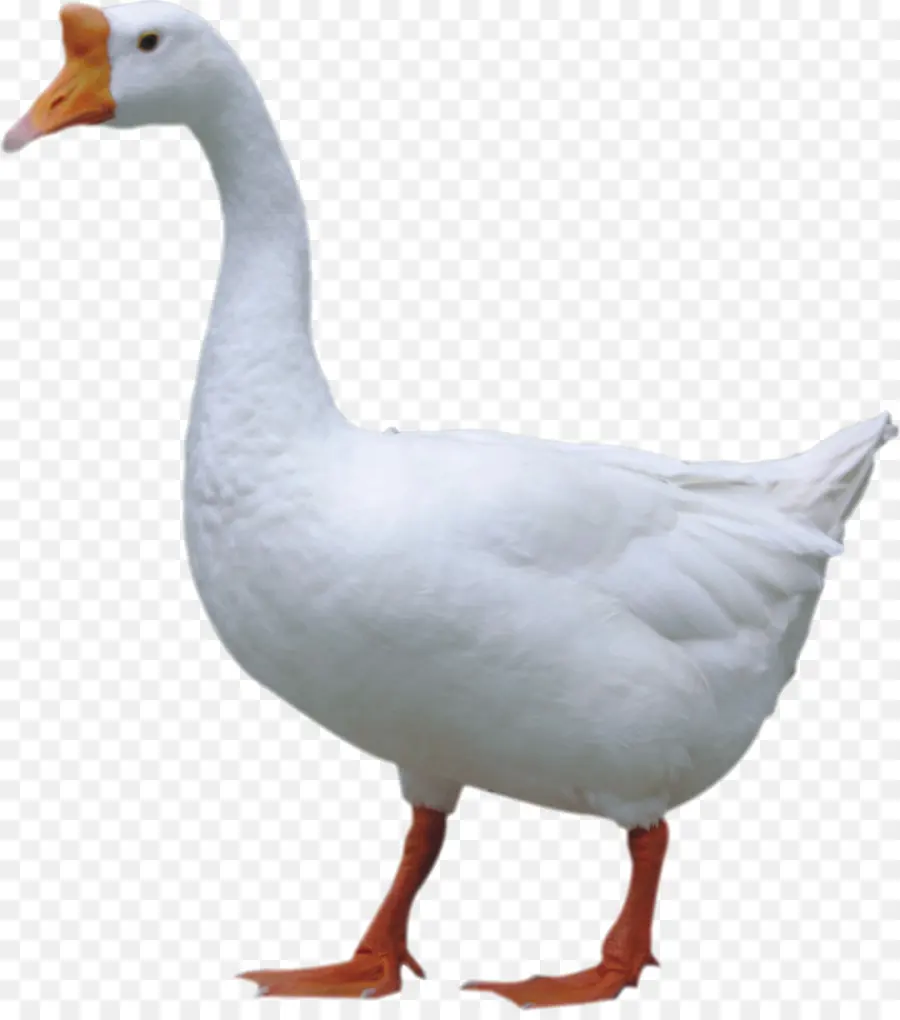 Pato，Ganso PNG