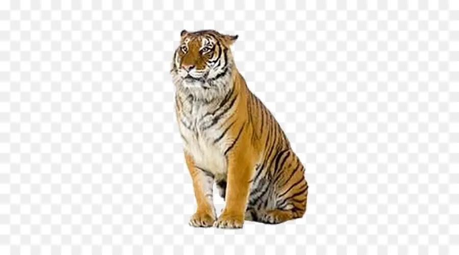 Tigre，Fotografía De Stock PNG