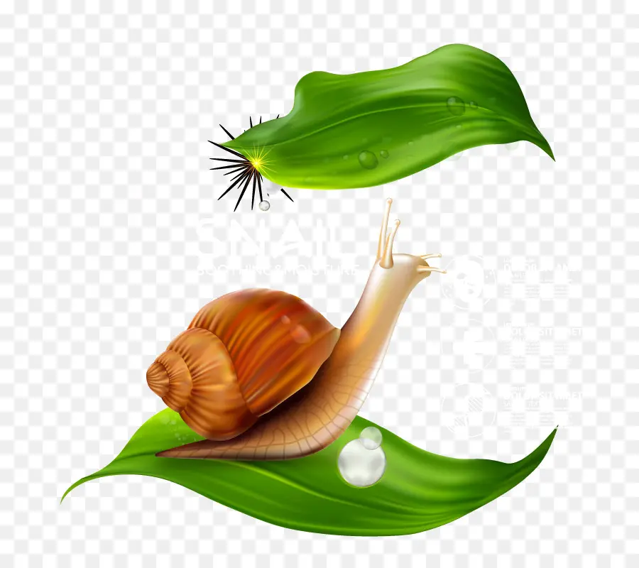 Caracol，Los Insectos PNG