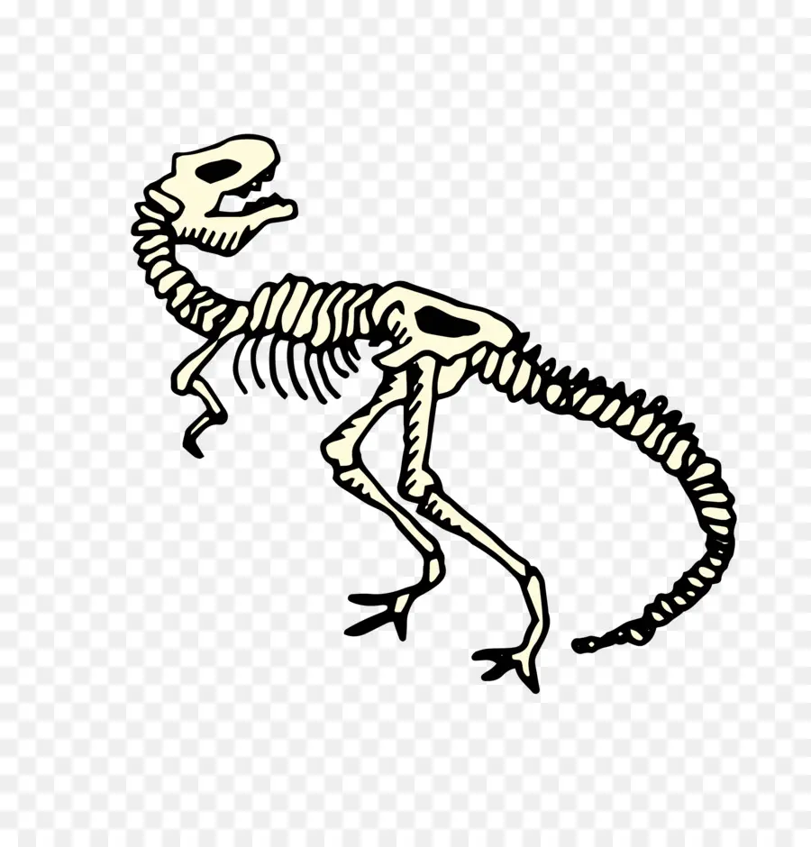 Esqueleto De Dinosaurio，Huesos PNG