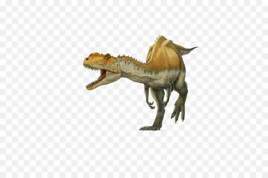 Spinosaurus，Yangchuanosaurus PNG