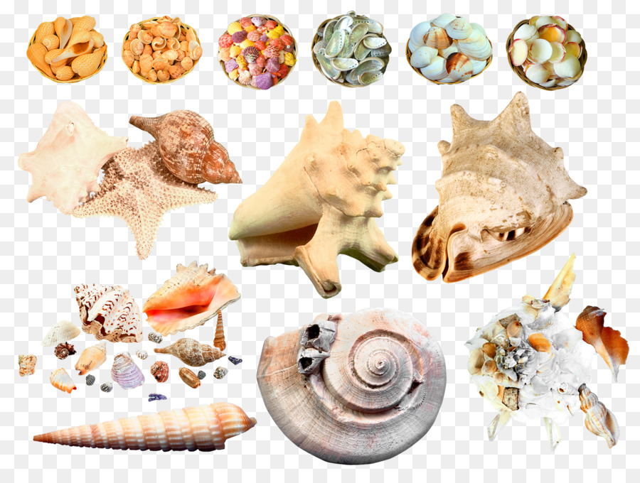 Concha，Caracol De Mar PNG