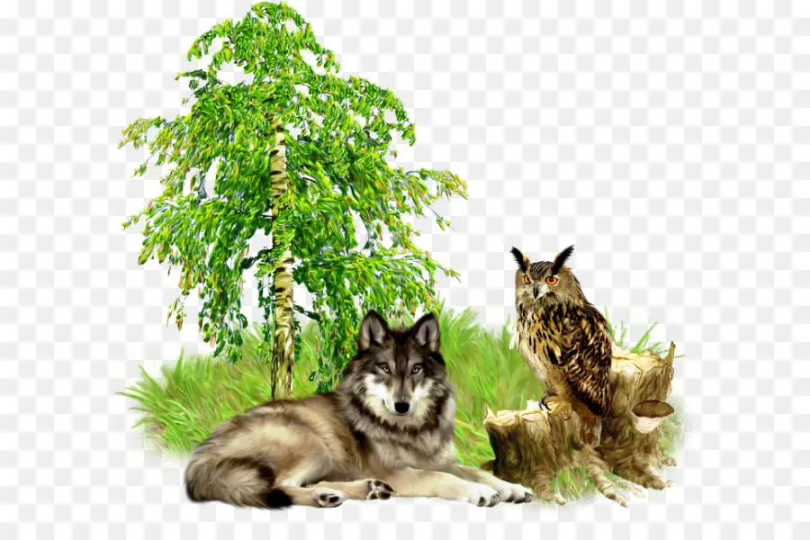 Lobo Y Búho，Árbol PNG