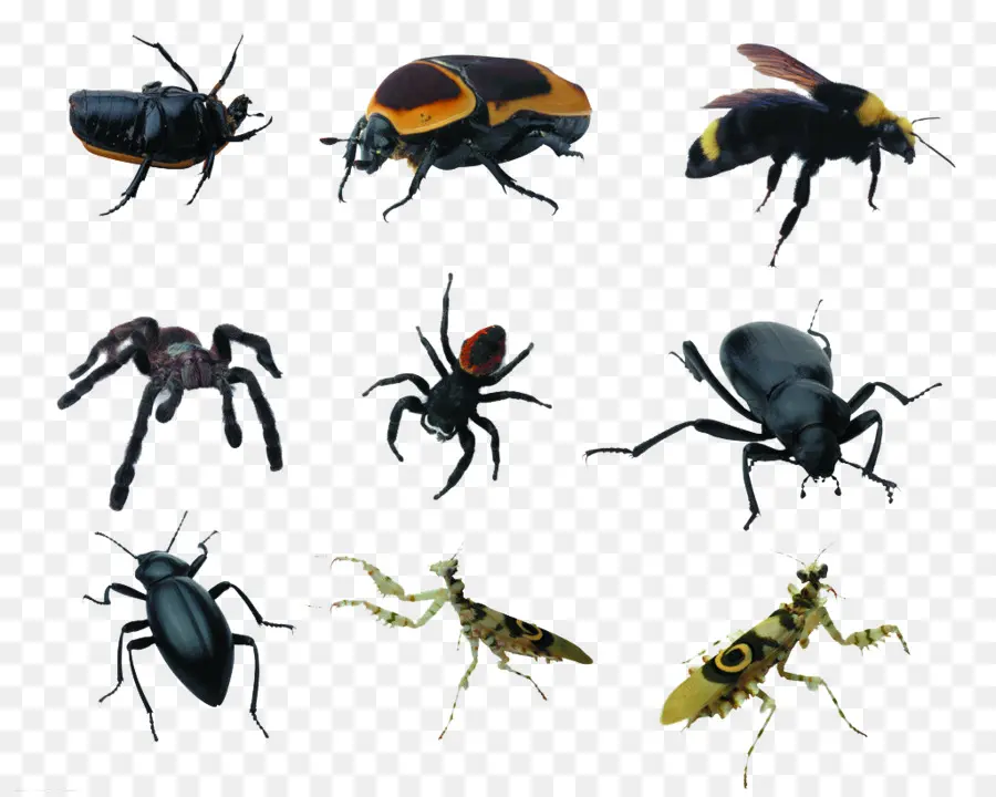 Insectos，Bichos Espeluznantes PNG