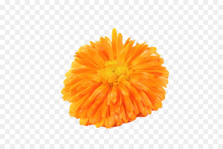 Flor，Amarillo PNG