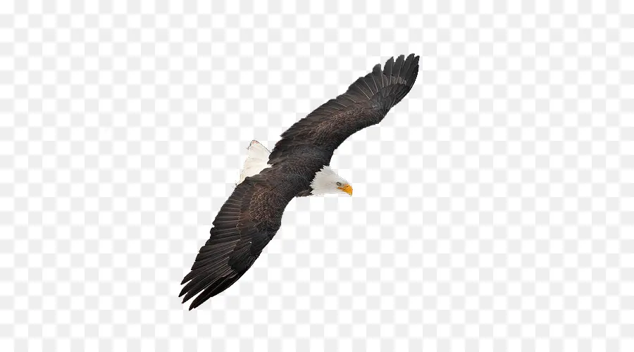 águila Calva，Hawk PNG