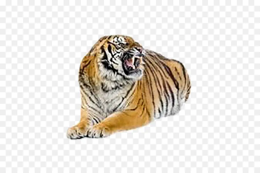 Tigre De Bengala，Cat PNG