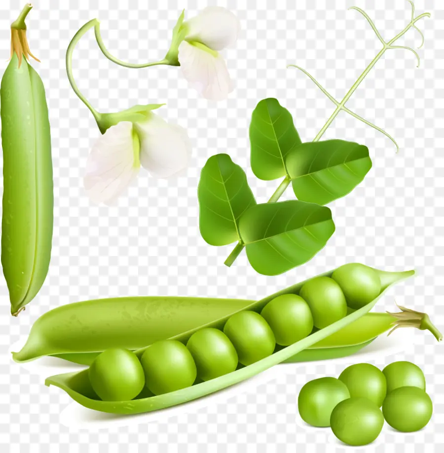 Pea，Vegetal PNG